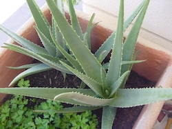 Look at this aloe vera